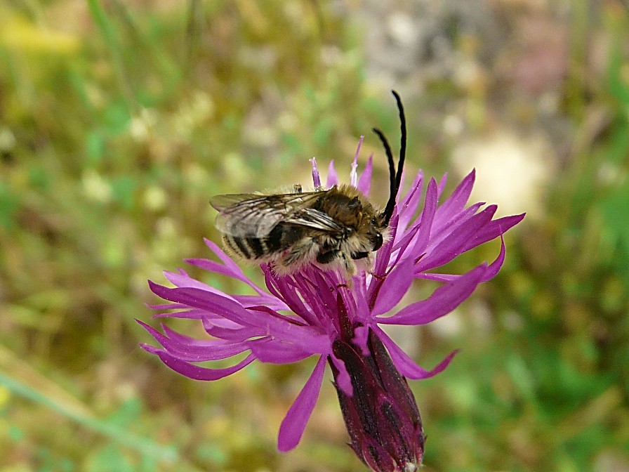 Eucera sp.  (Apidae).